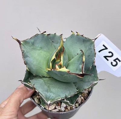 1PCS Pot10cm Rare Cacti Agave Titanota Juggernaut  Boutique Garden Decor