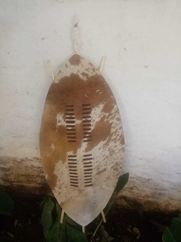 Scudo Zulu XL 145 cm pelle bovina bianca e marrone | decorazione guerriero africano Isihlangu - Foto 5 di 6