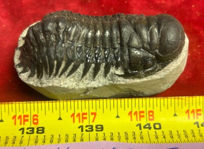 Excellent Crotalocephalus  trilobite fossil great starter collection Devonian 