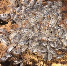 60 Dairy Cow Isopods - Fast Shipping Nationwide
