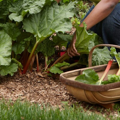 3 x Rhubarb Crowns Mixed - Rhubarb Plant - High Yielding Fruit Plants ...