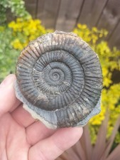 LARGE QUALITY DACTYLIOCERAS SP  AMMONITE WHITBY YORKSHIRE UK DINOSAUR FOSSILs