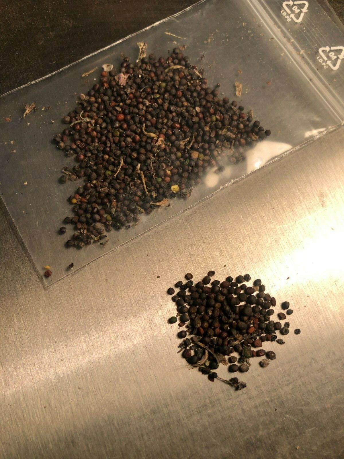 Gundermann Samen Bio - 100 Stück Heilkräuter Für Garten & Balkon