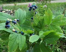 Native Maine Blue Cohosh 3 Mature  Rhizomes