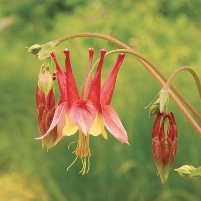 KANADISCHE AKELEI - AQUILEGIA CANADENSIS 10+ SAMEN Z 253