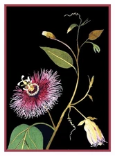 Passion Flower inspired Mary Delany Counted Cross Stitch Pattern