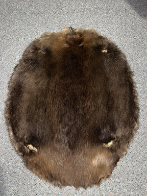 #ad XL Tanned Beaver Hide Real Fur Tanned Skin Great Wall Decor $55.00