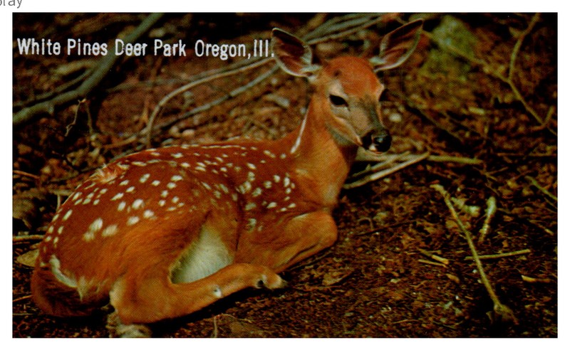 BEAUTIFUL VINTAGE POSTCARD  FAWN AT WHITE PINES DEER PARK  OREGON ILLINOIS
