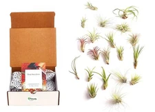 Shop Succulents | Assorted Collection of Tropical Tillandsia Air Plant Kit, H...