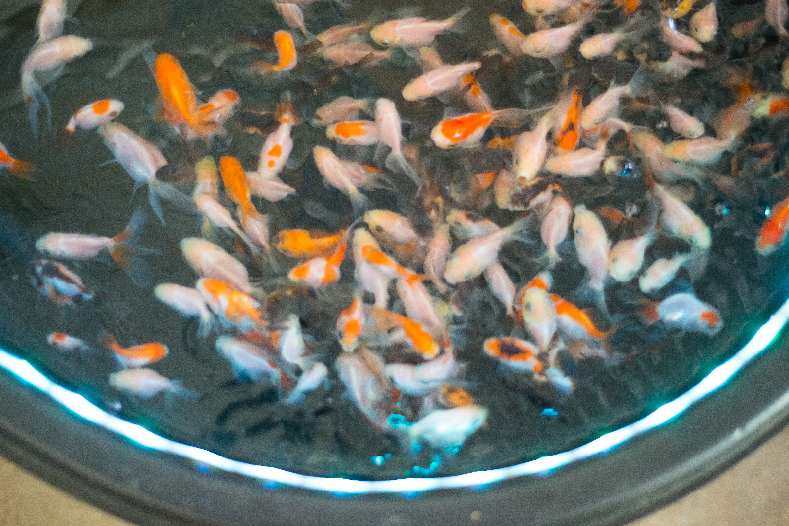 Oranda Goldfish ( Pack of 5 fishes ) Live Fish eBay