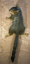 Fox Squirrel Climbing Up Wall Mount ~ Taxidermy #2