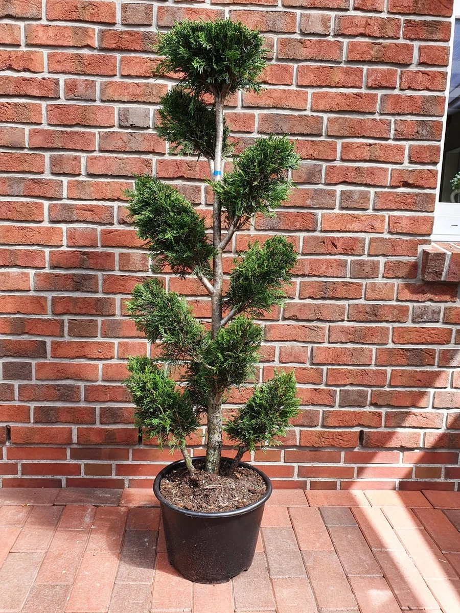 Bonsai Zypresse online kaufen | eBay.de