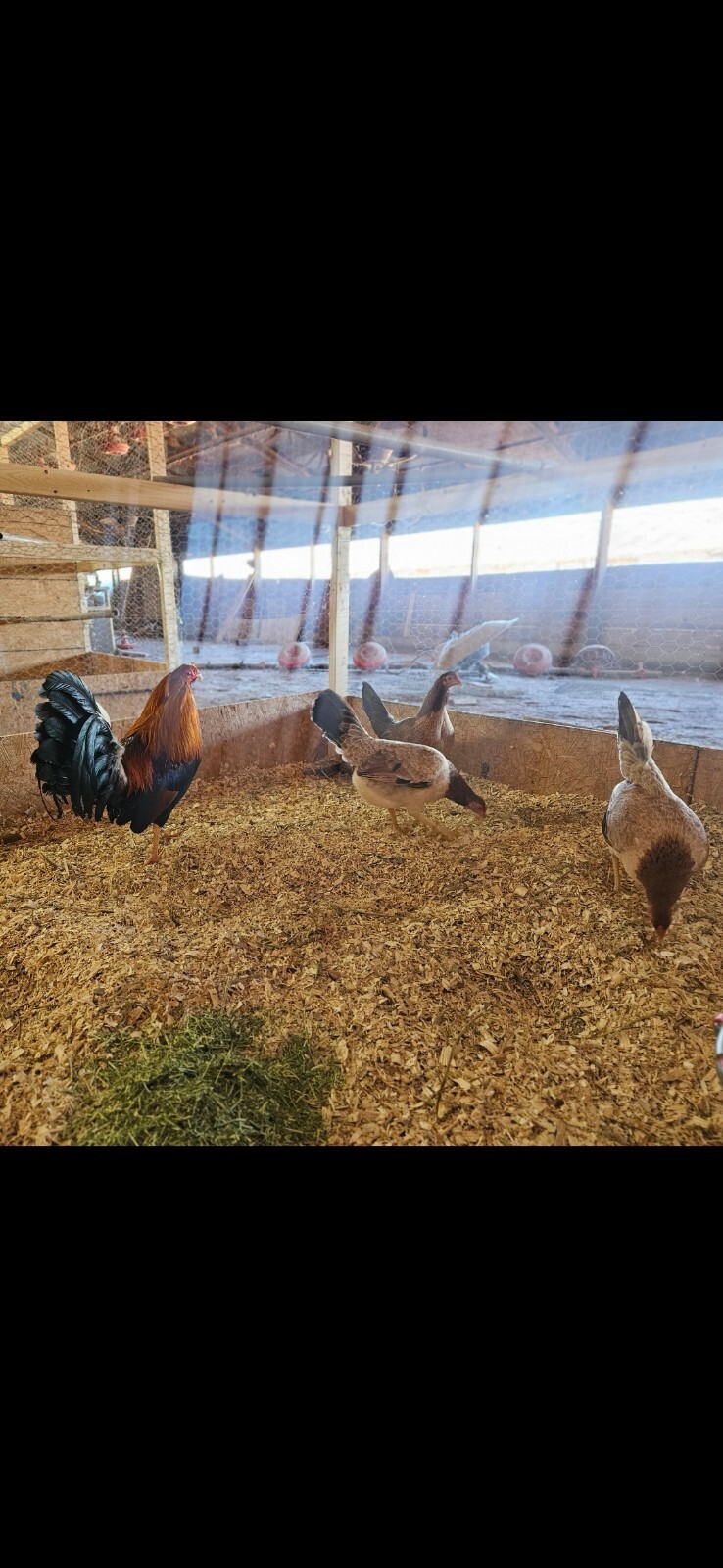 Possum sweater (blackwater line) 7+ hatching eggs game fowl eBay