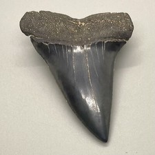 Diente de tiburón 2,29" fósil EXTINCT MAKO - Condado de Beaufort, SC - ¡Bonito Mako!
