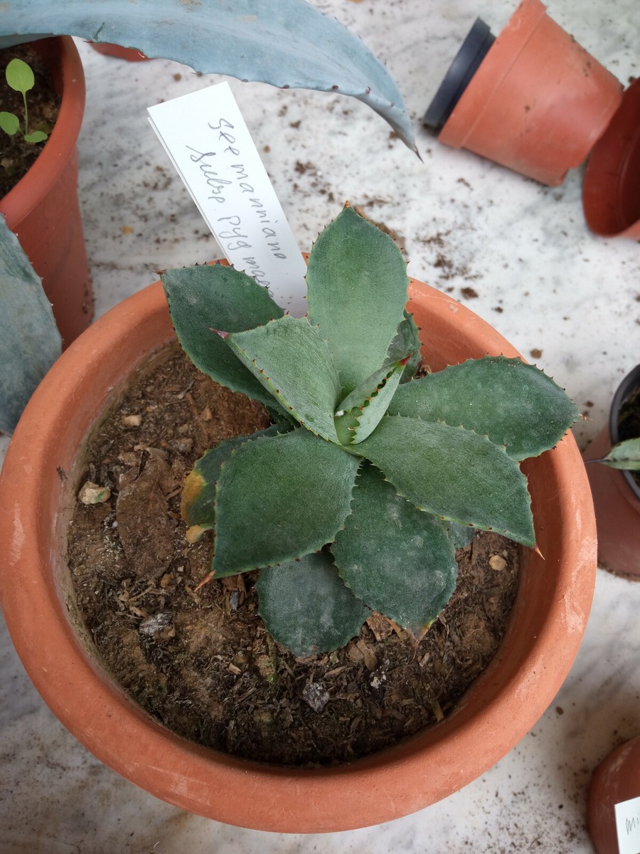 Agave Seemanniana Pygmaea Sukkulente Ca. 10 Cm | eBay