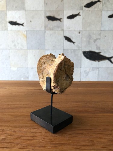 Genuine Fossil Dinosaur Vertebra on Bronzed Stand, De Ksar-es-Souk - Picture 4 of 7