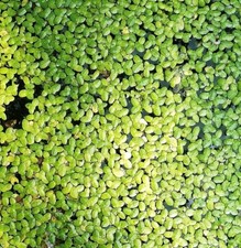 1000+ duckweed floating live plants aquarium tank garden pond Aquatic duck weed