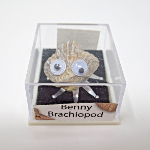 Benny Brachiopod Fossil with Googly Eyes Funny Educational Display