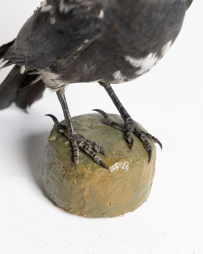 Taxidermy Jackdaw - Picture 4 of 4