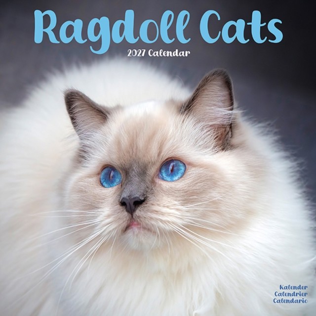Rackhams Blue Ragdoll Cats Calendar 2027, Wall Calendars, Month To View, Cats, Gift - Image 2