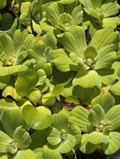 5 Large Water Lettuce Plants Healthy Floating Pond Aquarium Plants