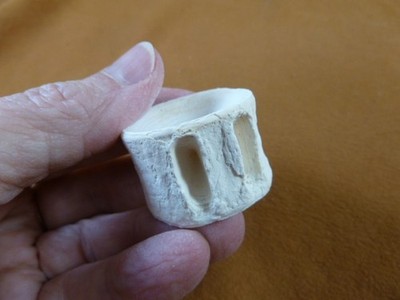 (s877-28) white modern Shark vertebrae back bone vert vertebrate I love sharks