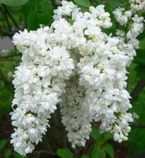 25 White Lilac Seeds Tree Fragrant Perennial Flower Flowers Seed 370 US SELLER