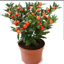 Jerusalem Cherry evergreen indoor plant in 5 inches growers pot