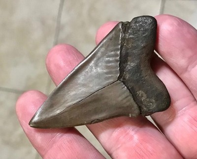 XXL - 2.62  -CHOCOLATE PATHO- ST.MARY S RIVER,GA-MAKO/HASTALIS SHARKTOOTH FOSSIL