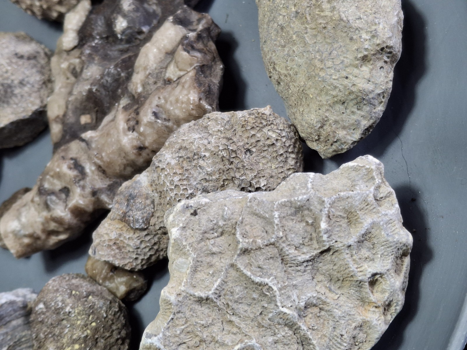 3lb Michigan Gems Best Fossil Lot Devonian Great Lakes USA Fun Specimens 