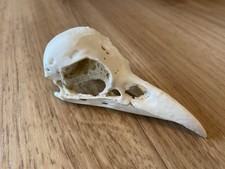 Replica Crow Specimen Artificial Skull Animal Bones Rustic Home Decor