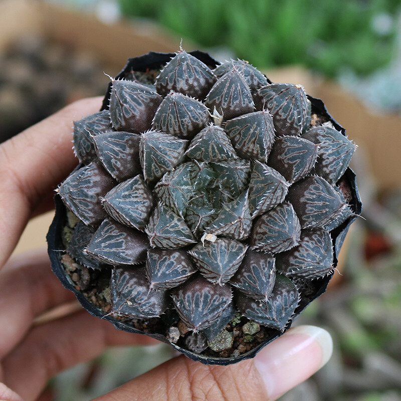 4CM Succulent Plant Haworthia Hybrid Mirrorball Liliaceae