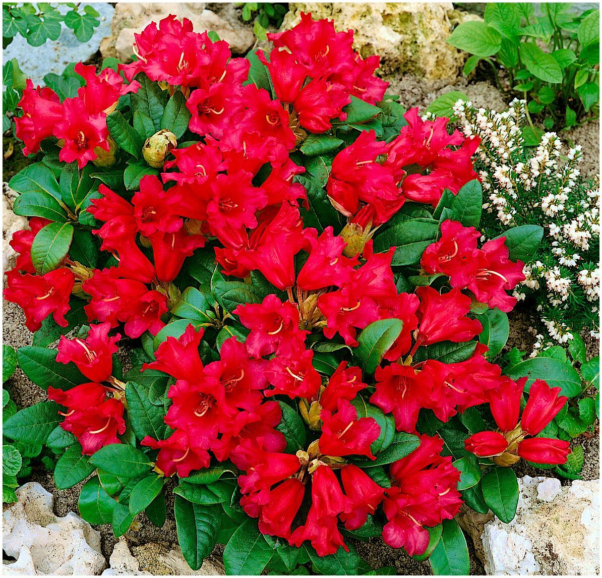 Dwarf Rhododendron Japonica 'Bengal' | Evergreen Shrub | Pot Plant