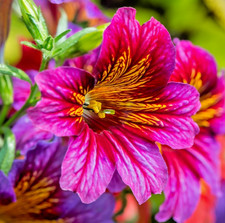 1000x Painted Tongue Superbissima Mix Seeds ? Salpiglossis Sinuata - Annual