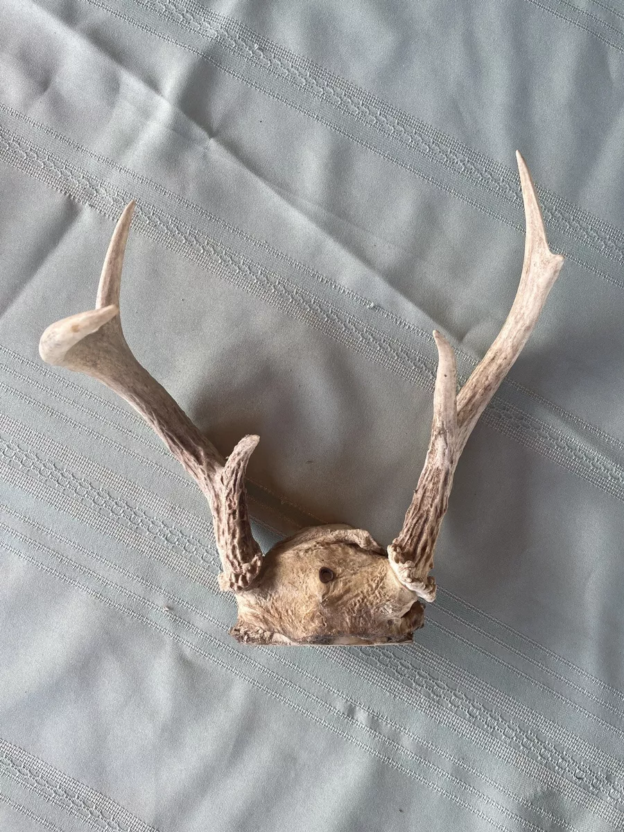 Vintage Deer antler wall decor with hole Deer antler for wall
