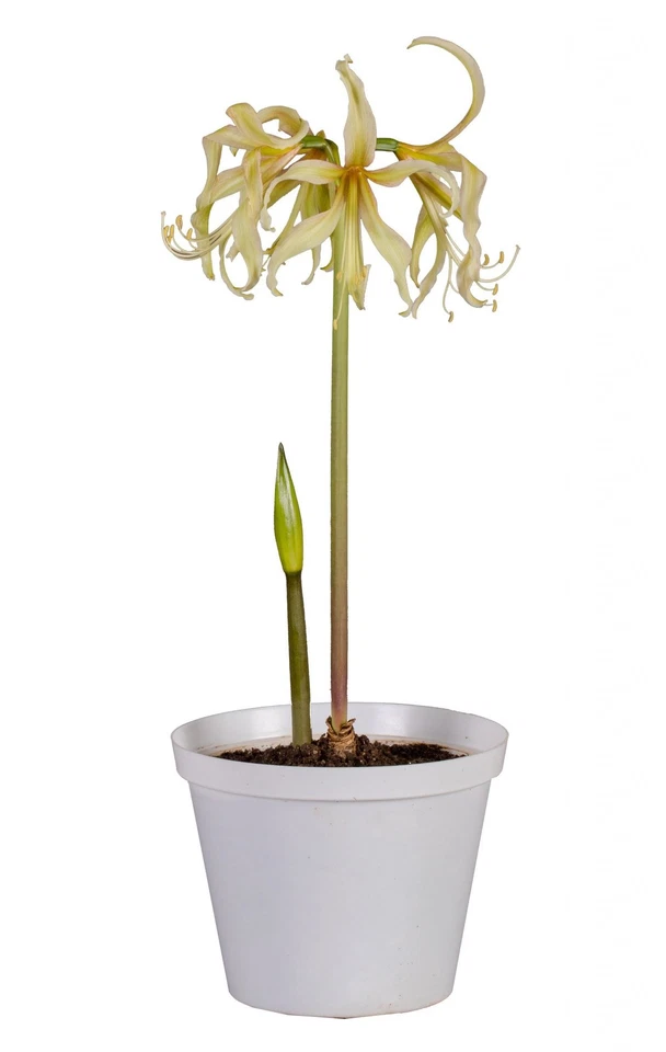Blue Buddha Farm: Amaryllis 'Saffron' – 18/20 Bulb | Sonatini Series | Warm - Image 3 of 4