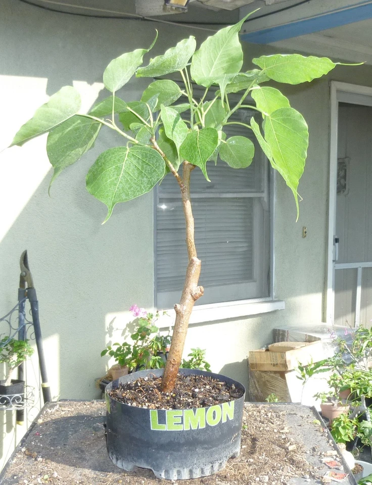 Sacred Fig Bodhi Tree Ficus Religiosa Pre Bonsai Dwarf Big Fat Trunk - Image 4 of 4