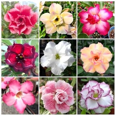 best organic potting mix Premium Flower Garden Potting Mix