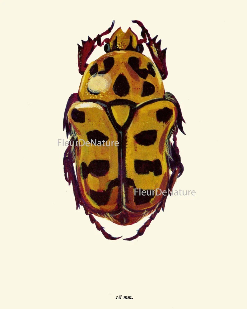 Colorful Ladybug Beetle Wall Art Set of 6 Prints Beautiful Antique ...