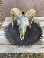 Ram Skull Taxidermy Camouflage 💀 Skull Horns Taxidermy Mount
