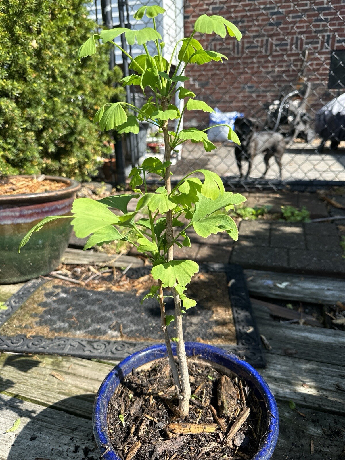 Picture 4 of 9
