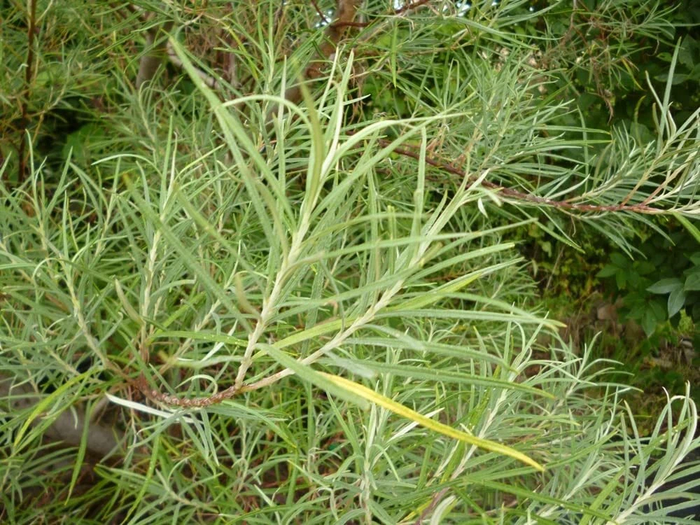 50 Rosemary Willow Tree Cuttings to Grow Attractive Landscape or Privacy Bush
Opens in a new window