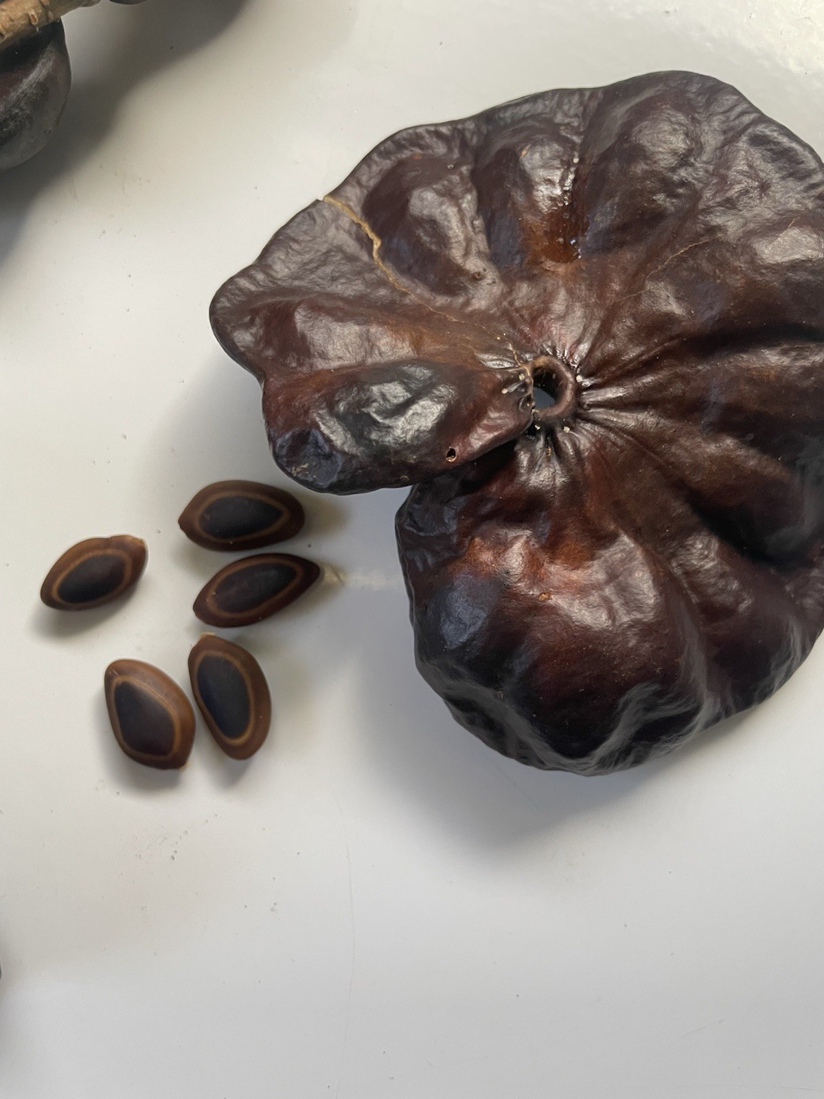 Enterolobium cyclocarpum Elephant Ear Pod Tree Devil’s Ear Monkey ear HAWAII 