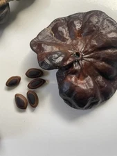 Enterolobium cyclocarpum Elephant Ear Pod Tree Devil’s Ear 10 seeds HAWAII GROWN