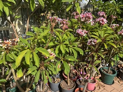 Pink Frangipani Prices Garden Gumtree Australia Free Local Classifieds