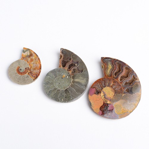 2pc Half Cut Natural Ammonite Shell Fossil Specimen Madagascar Collection Gem - Picture 17 of 17