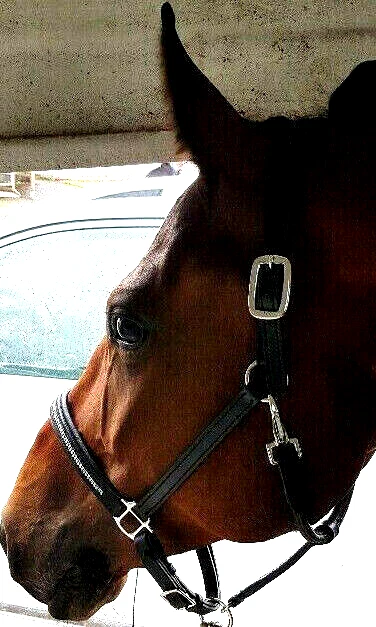 STRASS / LEDER-Halfter, Farbe schwarz hochwertiges Leder Strass silber, Gr WB - Bild 3 von 3