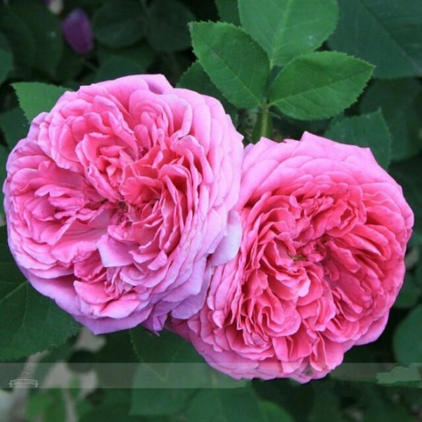 Heirloom PINK Damask Rose Bush Flower 50 Seeds Light