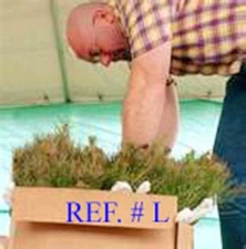 Qty-15 Georgia Deep South Eastern White Pine Starter Evergreen Rooted Seedlings