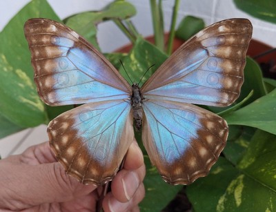MORPHO AURORA FEMALE A- FROM PERU  MOUNTED RIKER FRAMED #1